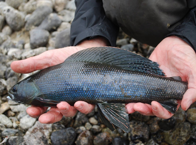 yukon river fishing trips