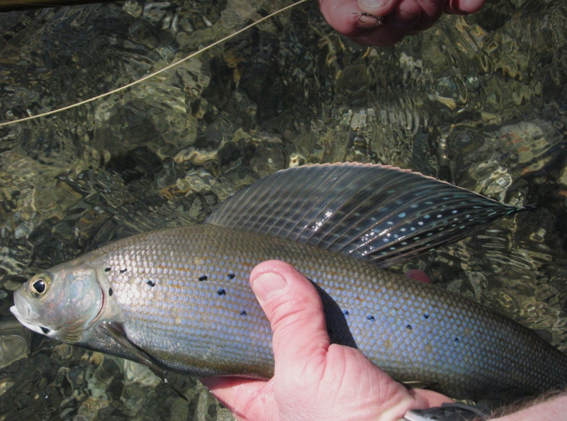 grayling fly fishing